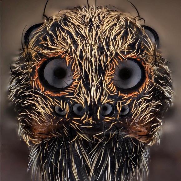 Meet your Posher, Gustavo - Picture 1 of 1